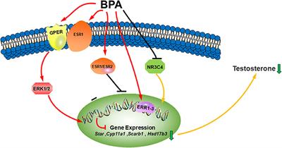 Bisphenols and Leydig Cell Development and Function